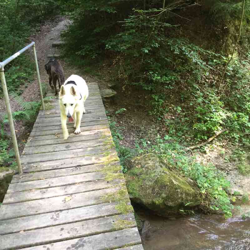 Crissier walking route map in Romanel-sur-Lausanne