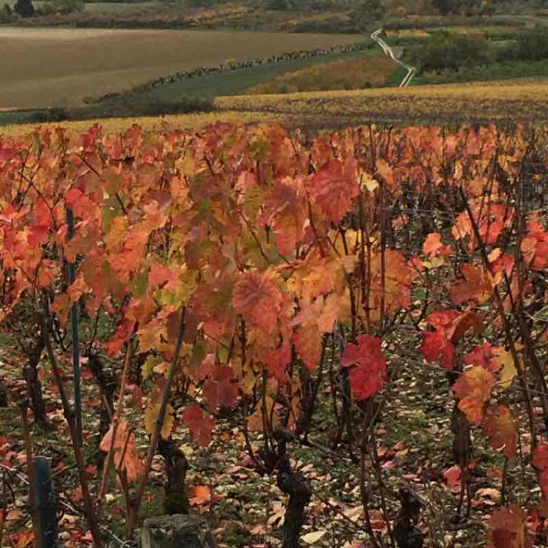 Tour of the vineyards in Coulanges walking route map in Coulanges-la-Vineuse