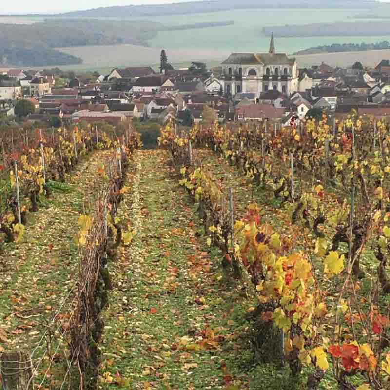 From Coulanges to Escolives-Sainte-Camille walking route map in Coulanges-la-Vineuse