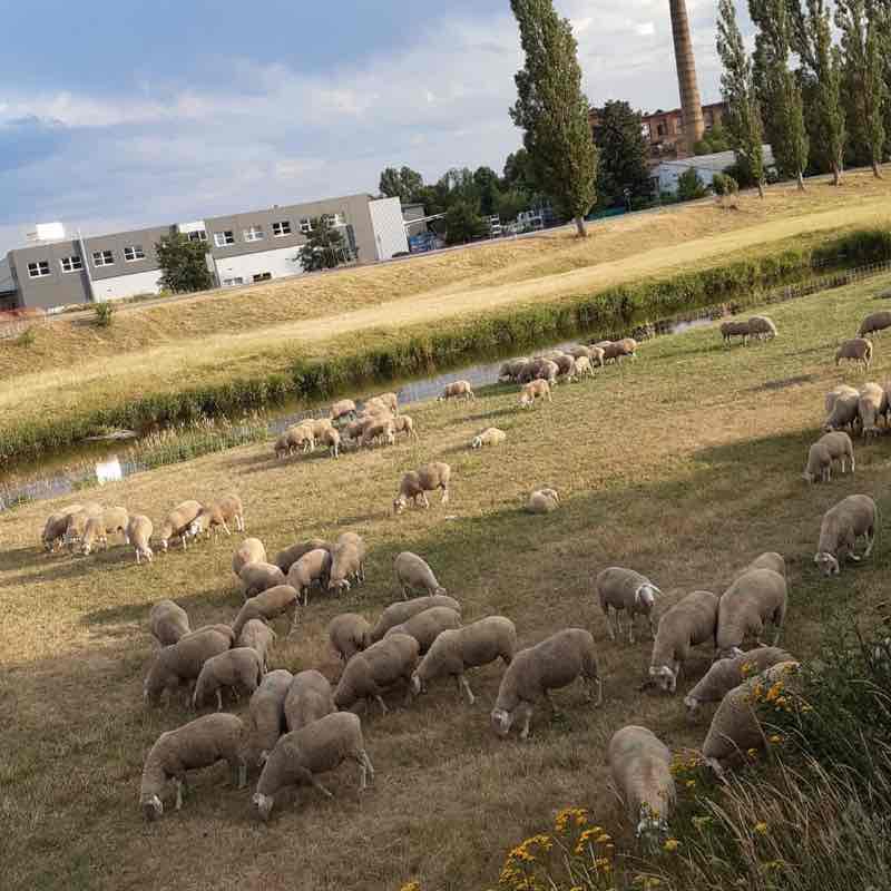 Jerisau walking route map in Glauchau