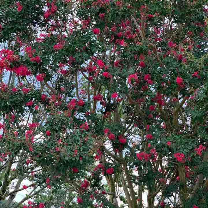 Kenansville  walking route map in Kenansville