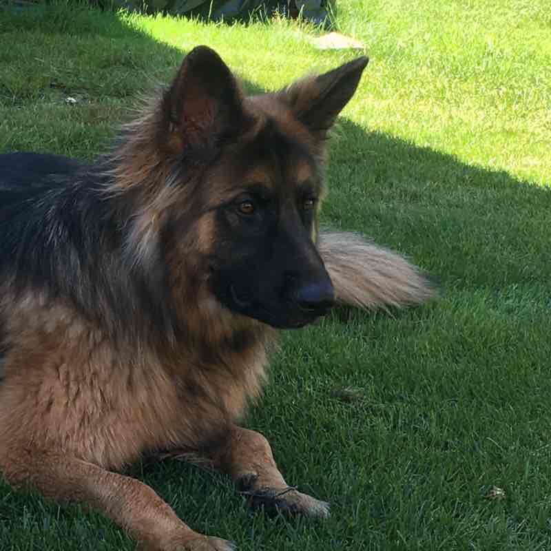 Morning StormGoose Marathon! walking route map in Happy Valley-Goose Bay