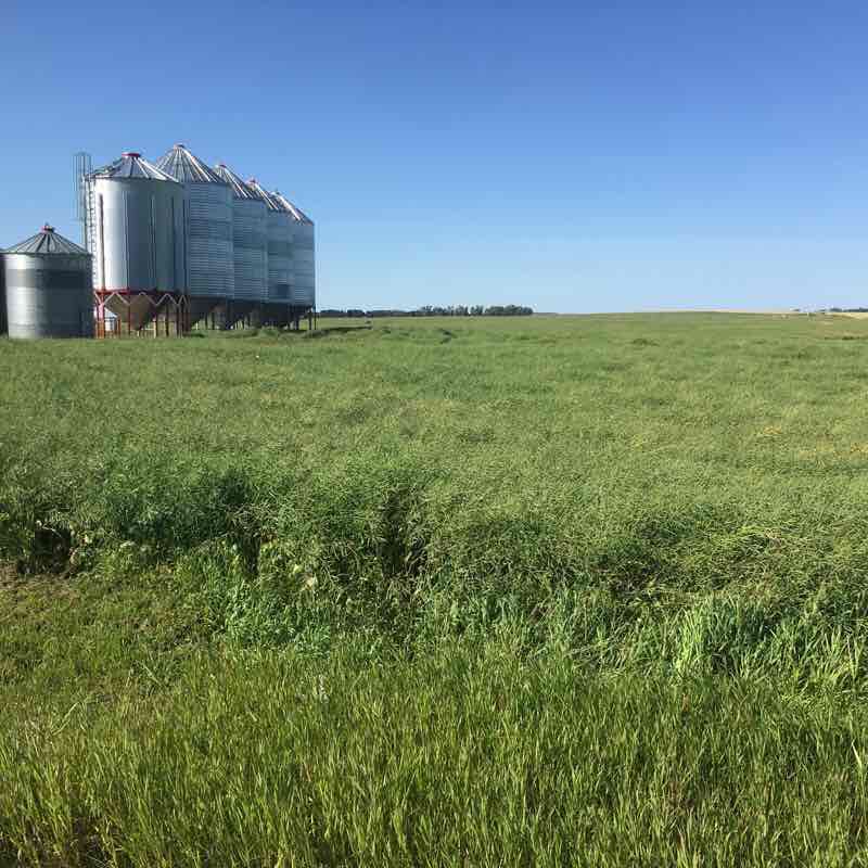 Ferintosh rural Walk Trail Camrose County, Alberta, Canada Pacer