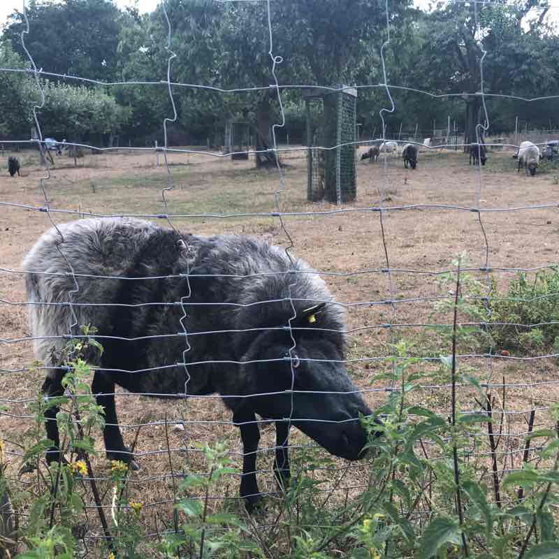 Walk / hike / jog walking route map in Langenfeld (Rheinland)
