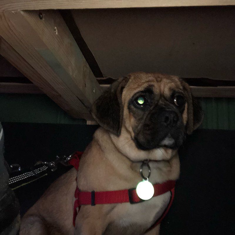 Leigh Arms  walking route map in Acton Bridge