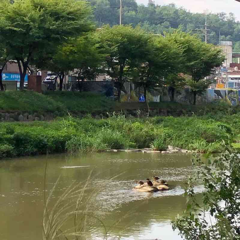 산책하기 좋은 홍제처ㄴ