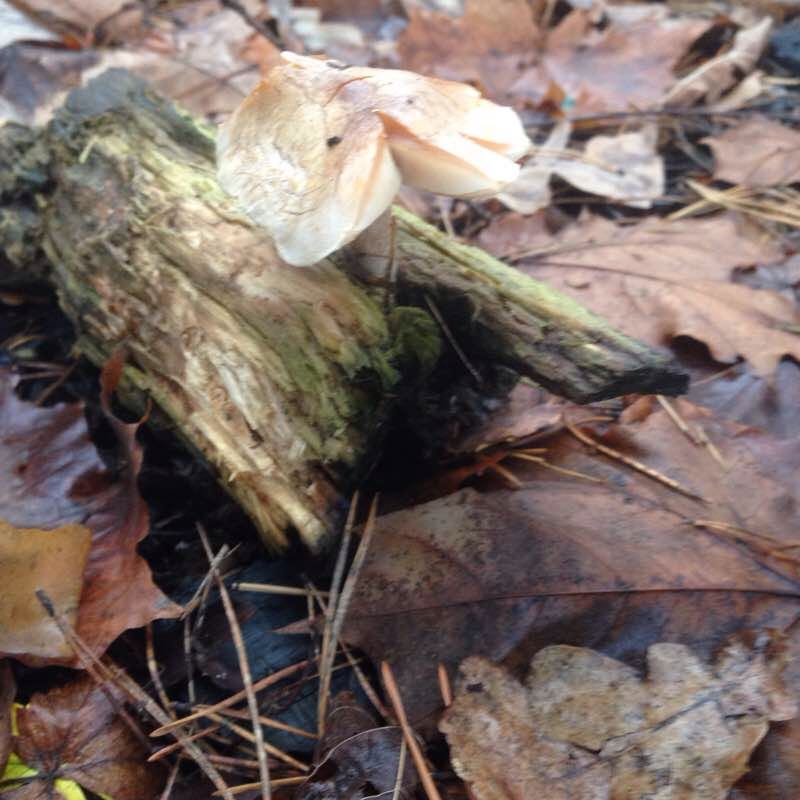 Парк Заречная