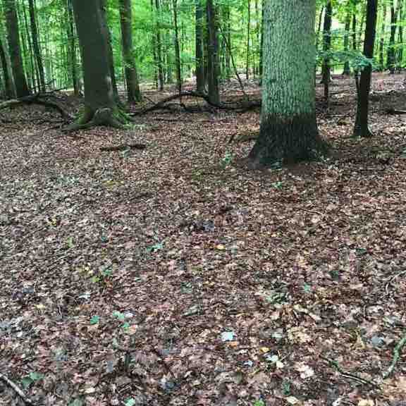 P route walking route map in Ratekau