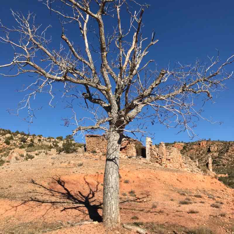 Walk through the Barranco del Tranco in Villel (Teruel walking route map in Villel