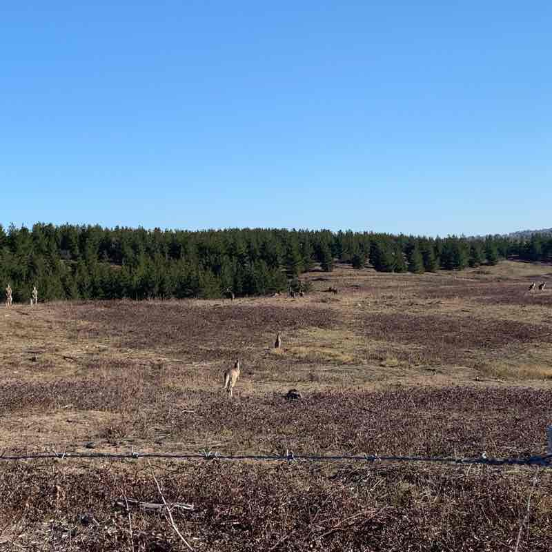 Denman prospect Kangaroo route walking route map in Denman Prospect