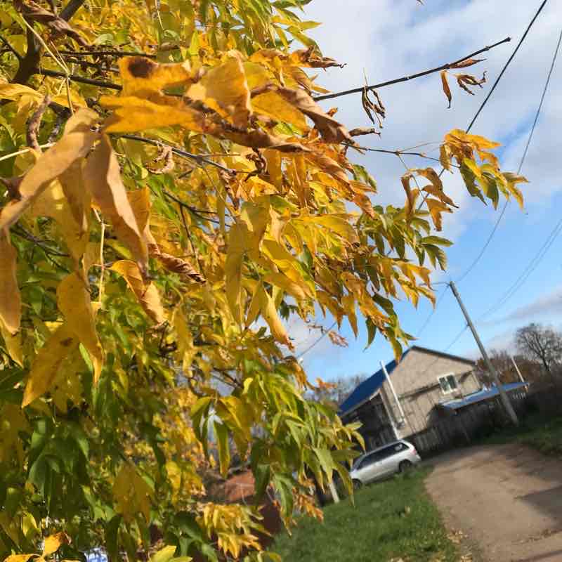 Холодает , но золотая осень 🍂 продолжается 🍁🍁🍁