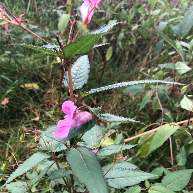 Coed y Nant Park walking route map in Llanrumney
