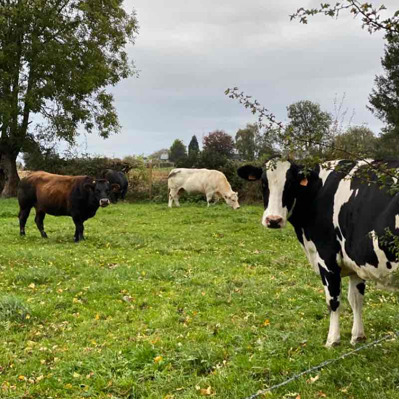 Ravel 38 Wallonie.be walking route map in Soumagne