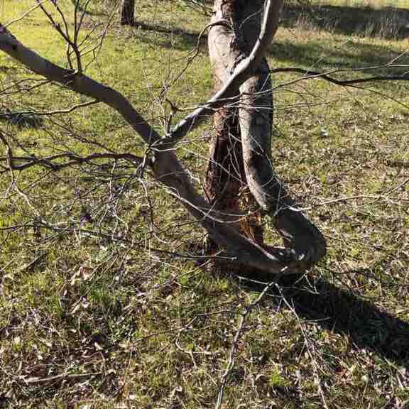 Illabunda walk 1 walking route map in Coomunga