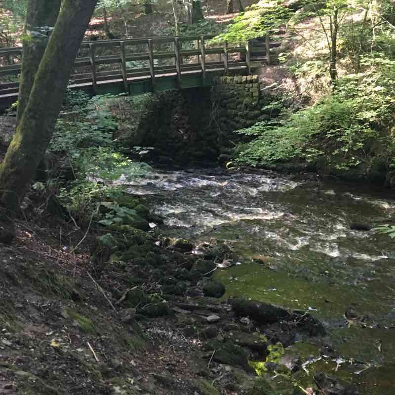 Skipton Woods