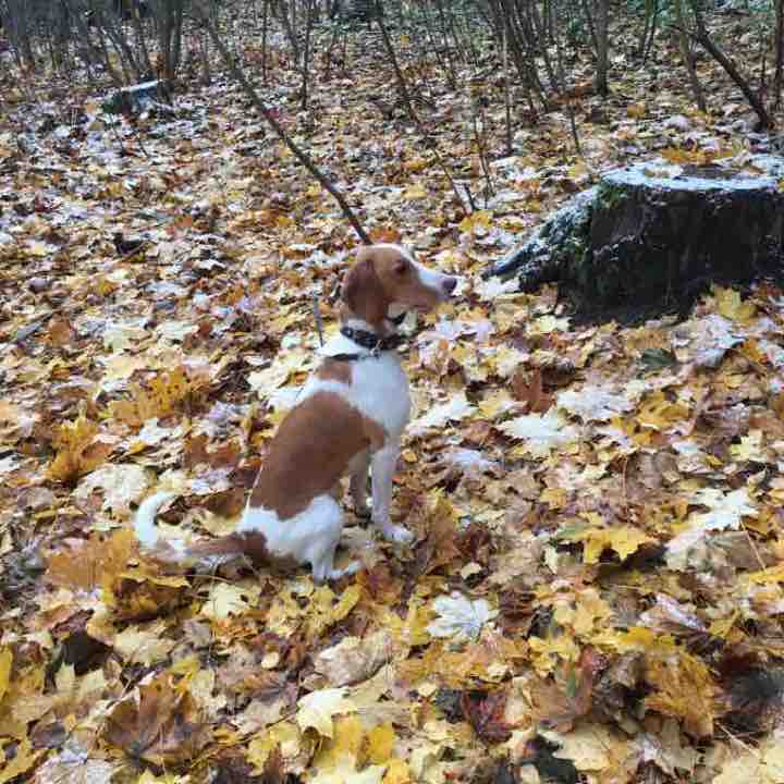 Прогулка в лесу