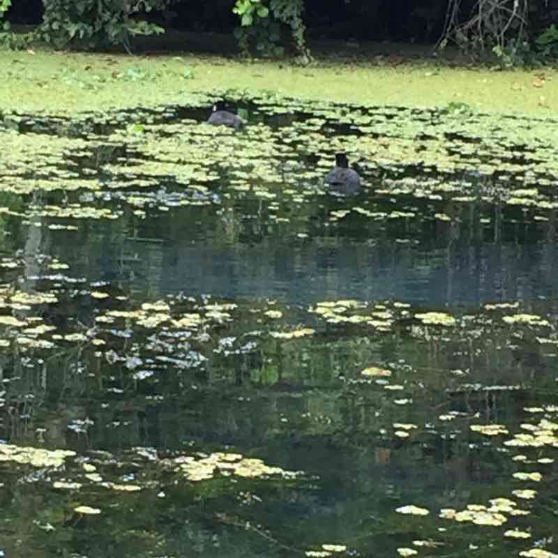 Trout Forest Route Part 2 walking route map in El Peral