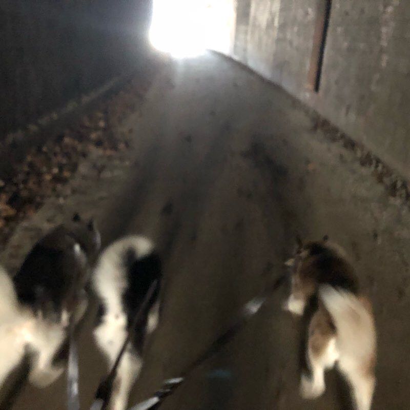 Rail Trails- Ellenboro to North Bend walking route map in Harrisville