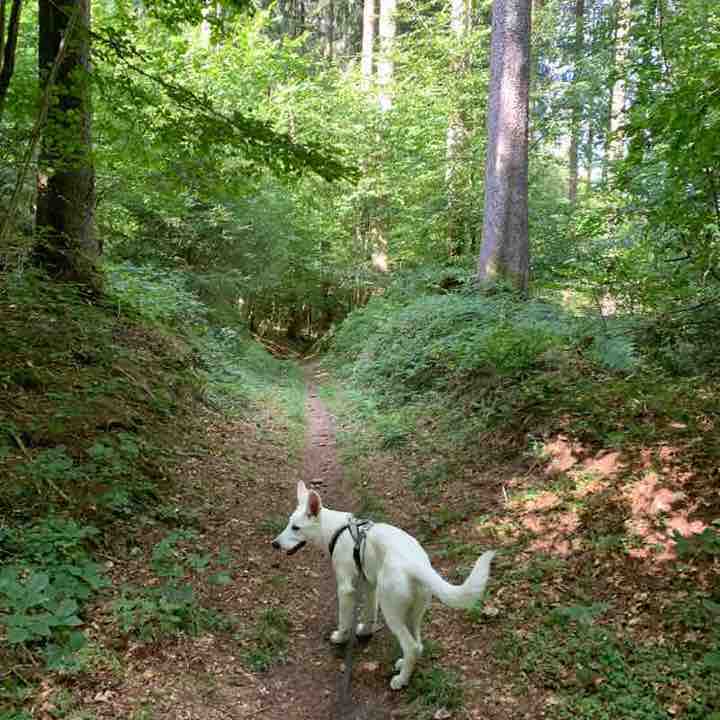 Exhausting but nice walking route map in Vogt