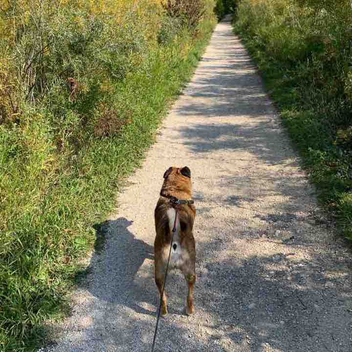 The Harte of Charleswood City Walk 🌳☀️ Trail Winnipeg, Manitoba