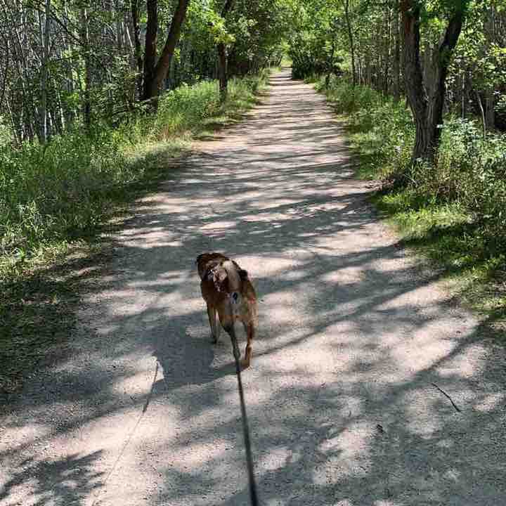 Harte Trail/Preston Trail/Assiniboine Forest🌲 Walk Winnipeg, Manitoba