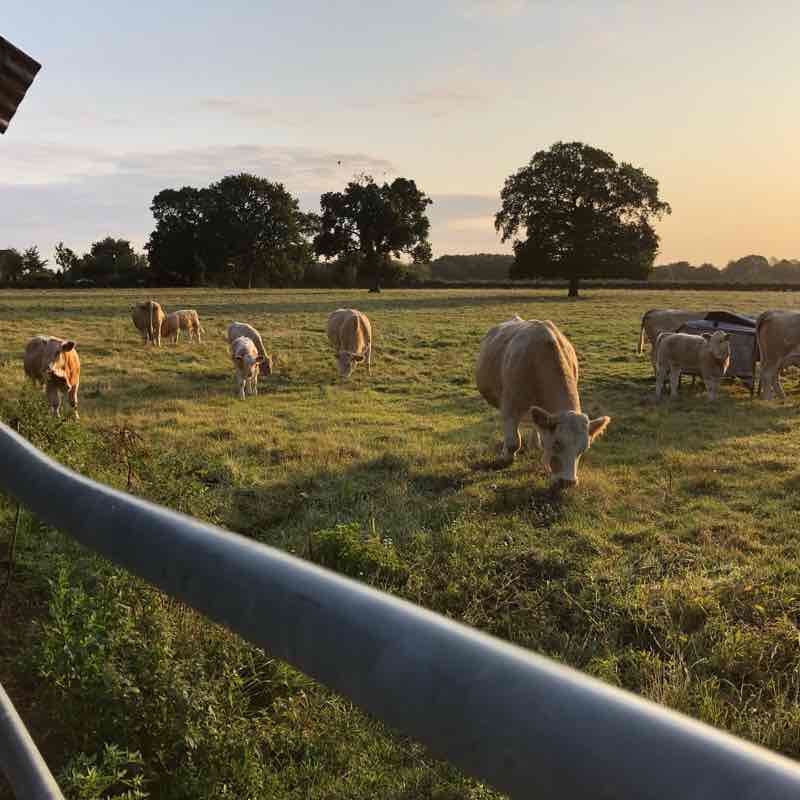 Welborne walking route map in East Tuddenham