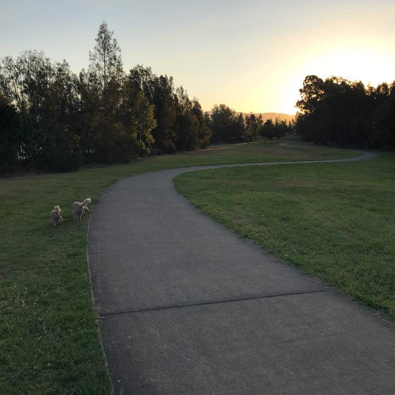 Mangrove Jack Park walking route map in Coomera