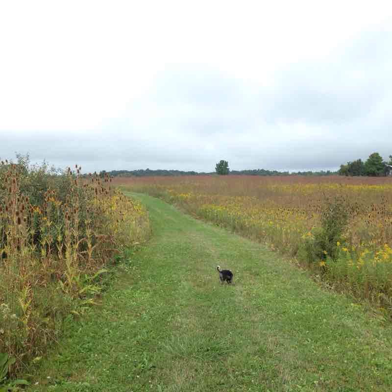 Ramsdell park lenawee walking route map in Clayton