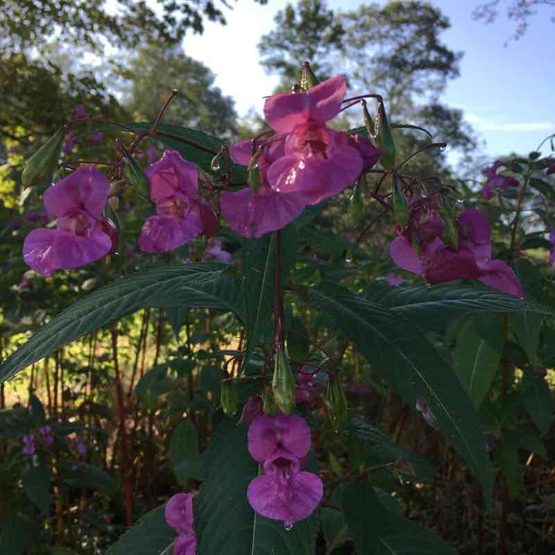 Walk at the Victory and through Bourauel walking route map in Eitorf