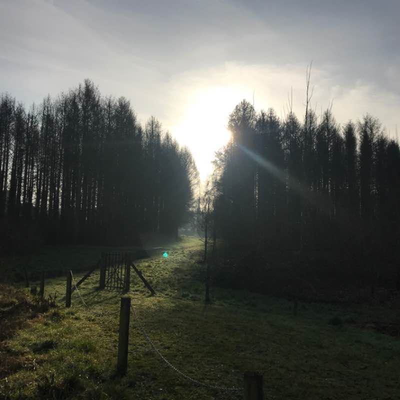 Découvertes de nouveaux chemins 🚶🏽‍♀️🐶🐶🍀