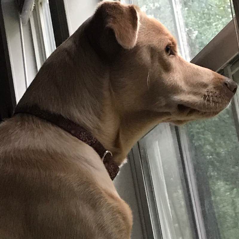 Lockwood Rd walking route map in Oglethorpe