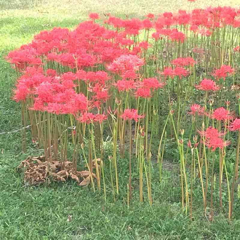 Down 2 da Whitewater  walking route map in Oglethorpe