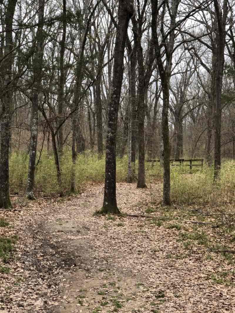 walking near me in Cooper Lake State Park - South Sulphur Unit in winter