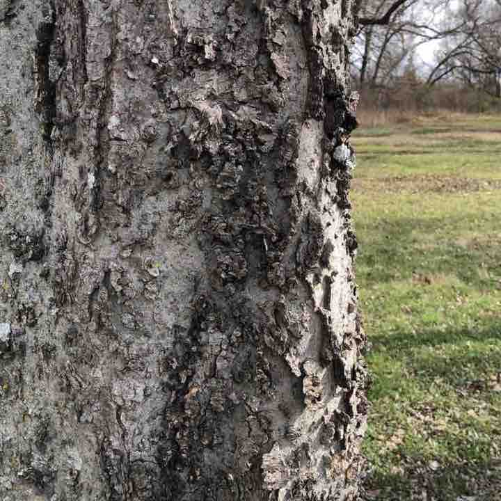 Park walk walking route map in Murphy