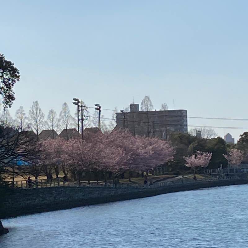 Hachisuka cherry blossoms in full bloom walking route map in Tokushima
