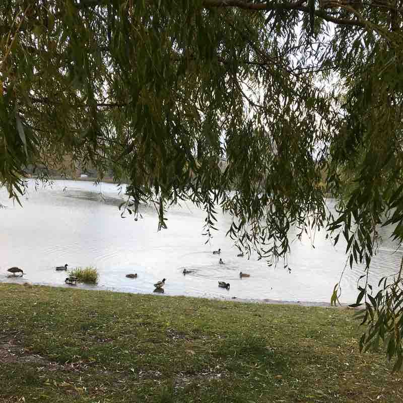 Прогулка у пруда на Ивана Фомина