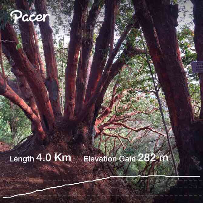 Red bamboo @ red forest Jerantut walking route map in Jerantut
