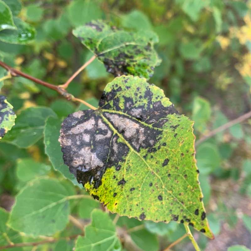 Umeå walking route map in Umeå