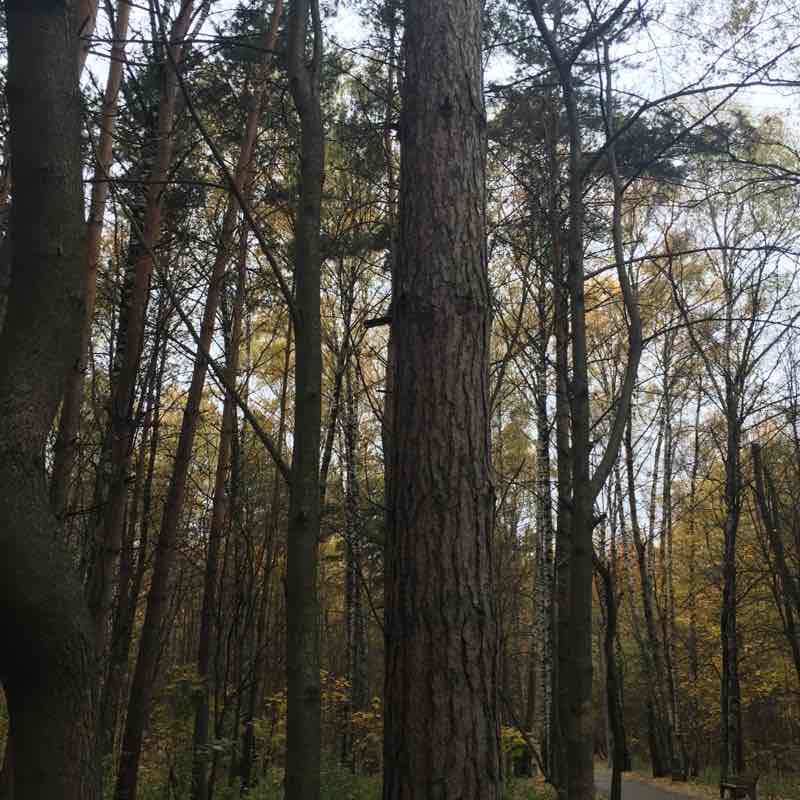 Алтуфьевский лесопарк 