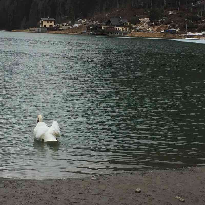 Giro del lago di alleghe