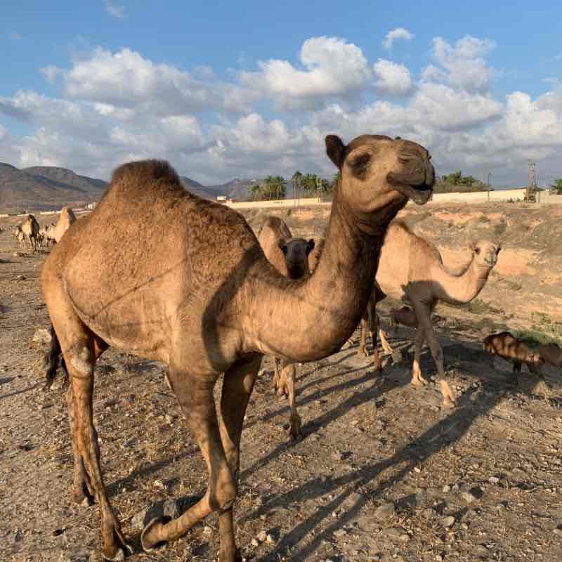 Garziz Spring. Hiking trip walking route map in Taqah