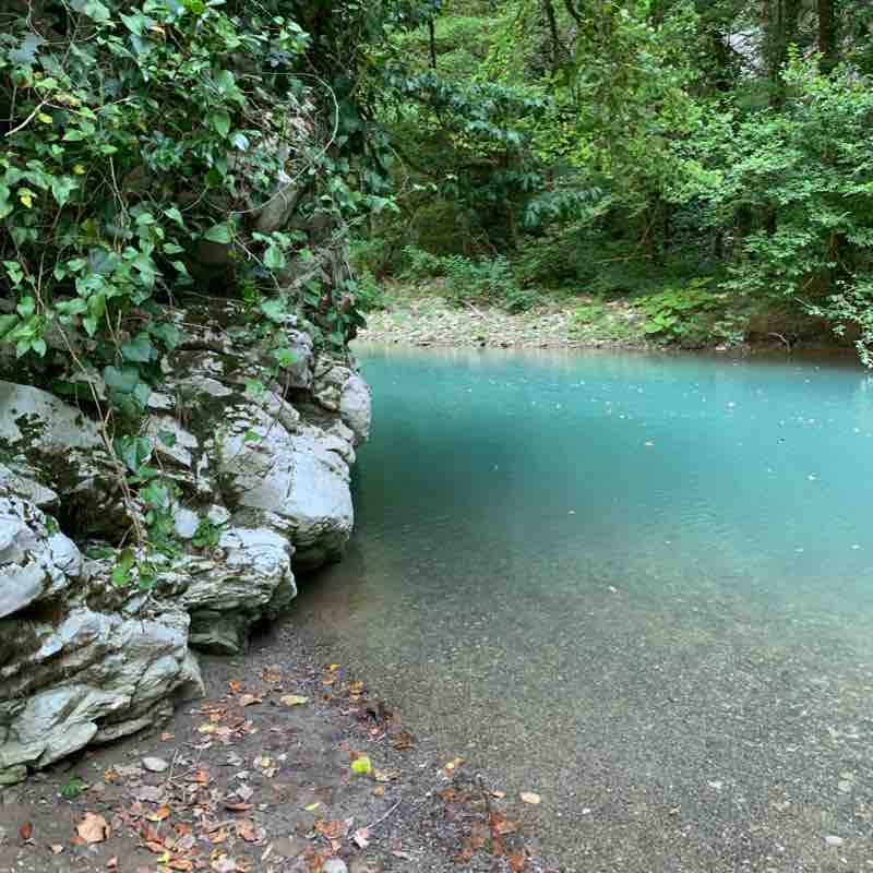 Тисово-самшитовая роща. Хоста, Сочи