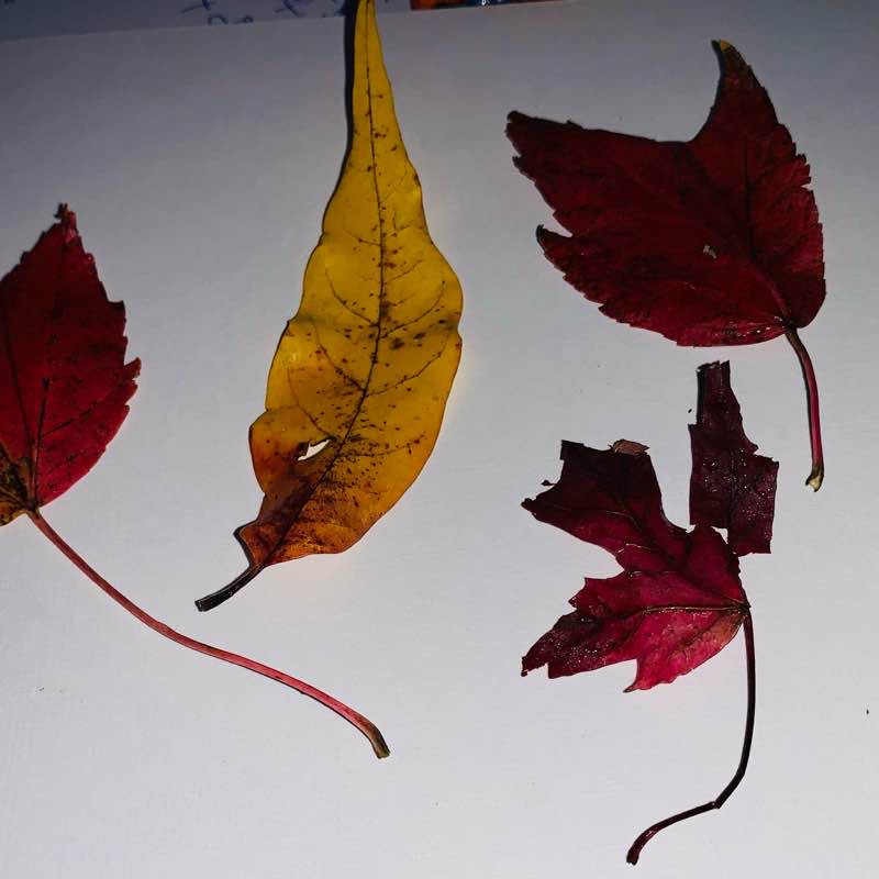 William J Clinton Museum