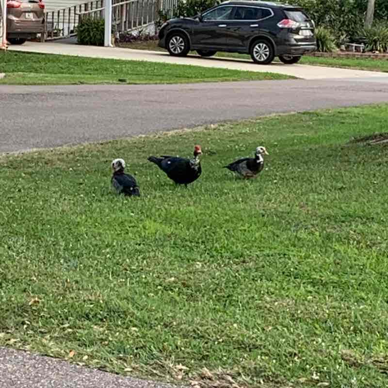 Casual normal walk in my neighborhood!