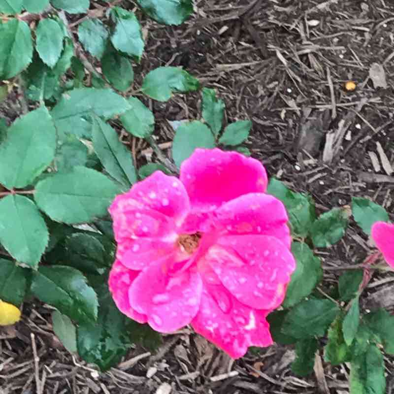 North Park walking route map in Pflugerville