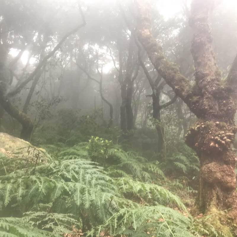 27 entre Pico das Pedras et Queimadas