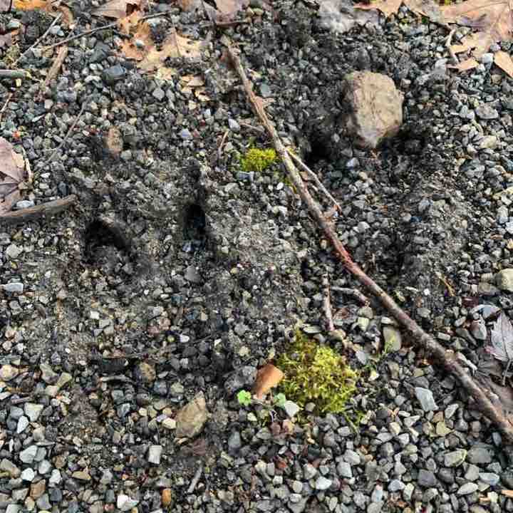 Wolf creek two walking route map in DuBois