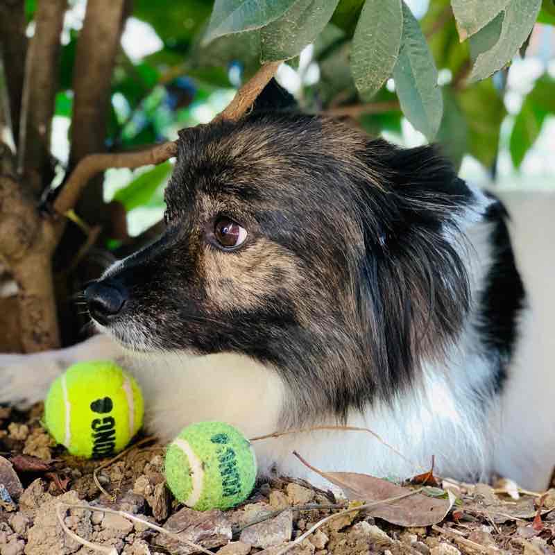 Valaperta -camparada and back walking route map in Lomagna