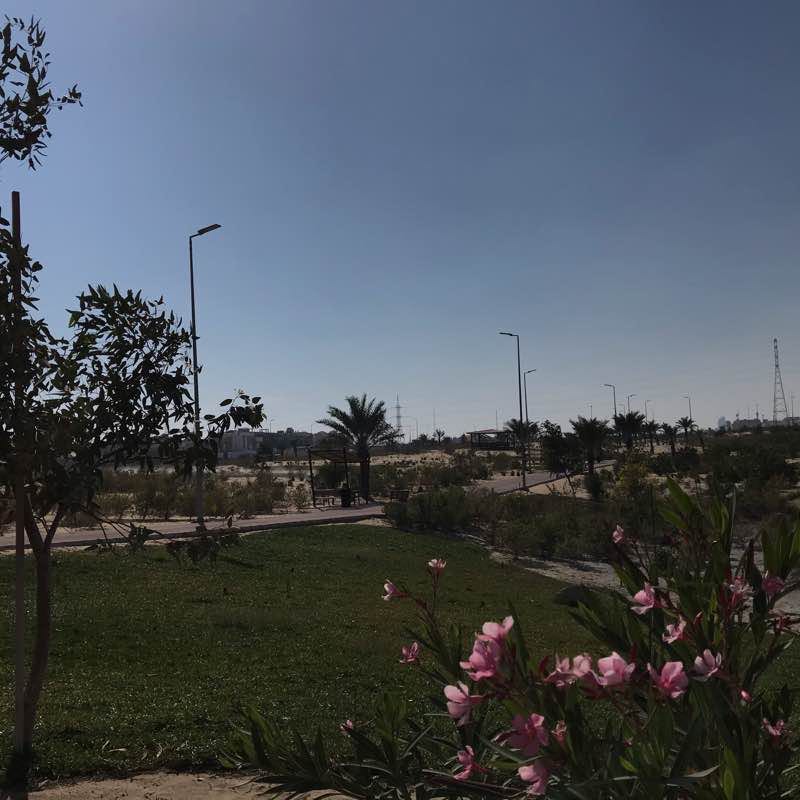 Check out my morning walk route!