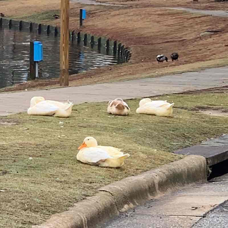 City Lake walking route map in Rocky Mount